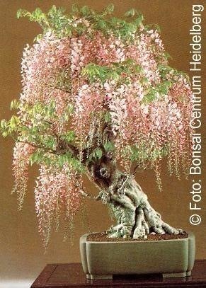 Bonsai - Chinese Wisteria, 4pcs