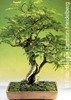 Bonsai - Tamarind, 4pcs