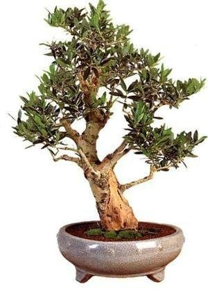 Bonsai - oliv träd, 20st