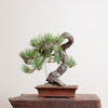 Bonsai - drzewko pine, 25szt