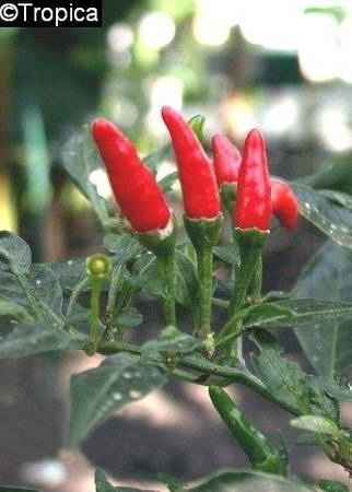 Chili - Capsicum frutescens, 20 seeds