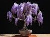 Bonsai - Wisteria Afrykańska, 15szt